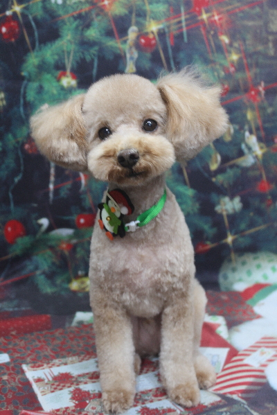 千葉県船橋市のトイプードルのトリミング画像