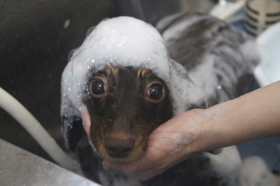 千葉県松戸市のミニチュアダックスのシャンプー画像