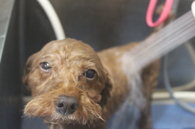 千葉県船橋市のトイプードルのオゾンシャワー画像