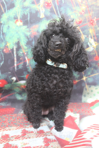 千葉県船橋市のトイプードルのトリミング前画像