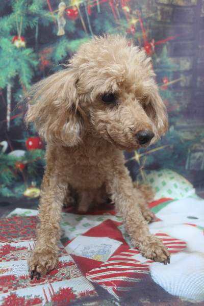 千葉県船橋市のトイプードルのトリミング前画像