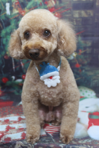 千葉県船橋市のトイプードルのトリミング画像