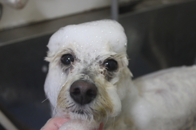 千葉県鎌ヶ谷市のトイプードルのシャンプー画像