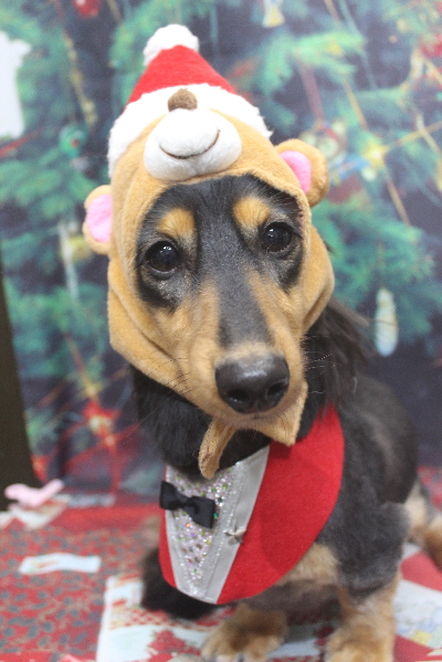 千葉県船橋市のミニチュアダックスのトリミング画像