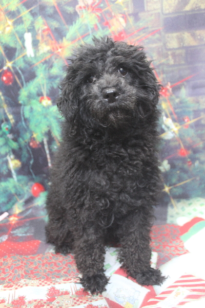 トイプードルブリーダーの成犬、トリミング画像