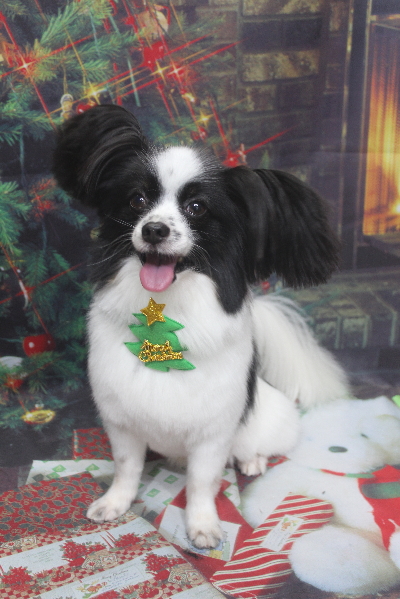 茨城県龍ヶ崎市のパピヨントリミング画像