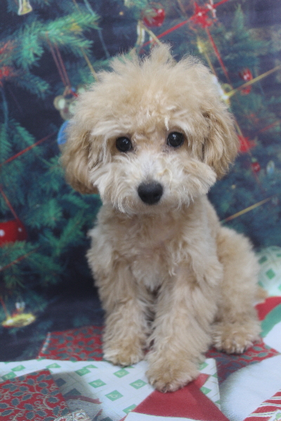 東京都世田谷区のトイプードルのトリミング前画像