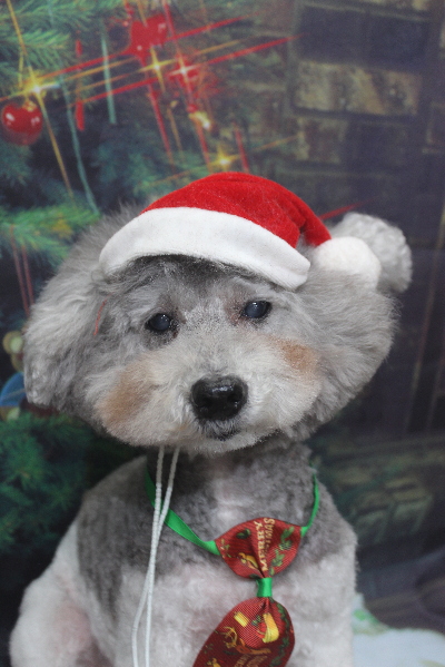 千葉県松戸市のトイプードルのトリミング画像