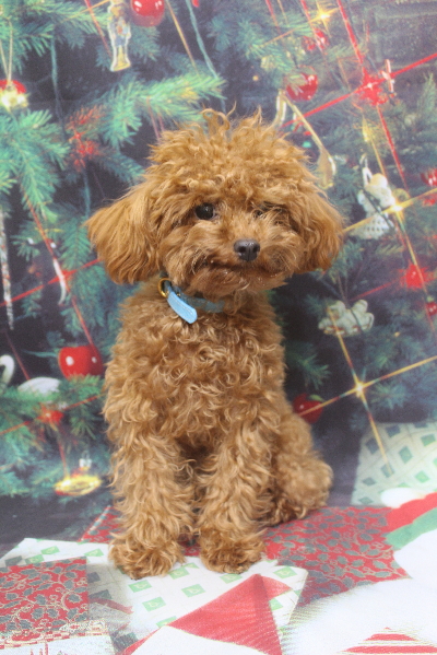 千葉県印西市のトイプードルのトリミング前画像