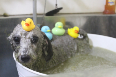 千葉県船橋市のトイプードルの炭酸泉画像