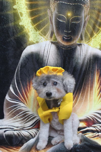 千葉県松戸市のトイプードルのトリミング画像