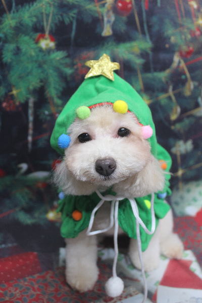 千葉県船橋市のトイプードルのトリミング画像