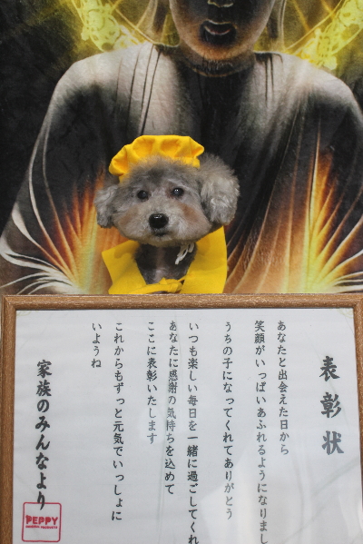 千葉県松戸市のトイプードルのトリミング画像