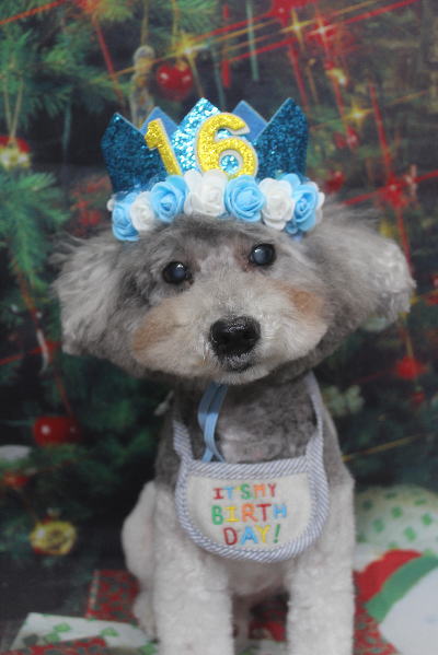 千葉県松戸市のトイプードルのトリミング画像