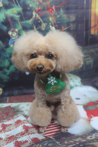 千葉県千葉市のトイプードルのトリミング画像