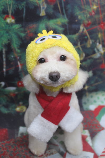 千葉県船橋市のトイプードルのトリミング画像