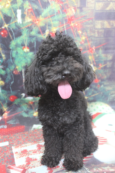 千葉県船橋市のトイプードルのトリミング前画像