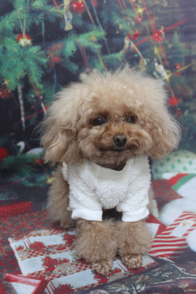 千葉県千葉市のトイプードルのトリミング前画像