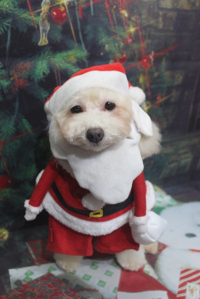 千葉県船橋市のトイプードルのトリミング画像