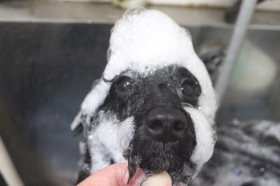千葉県船橋市のトイプードルのシャンプー画像