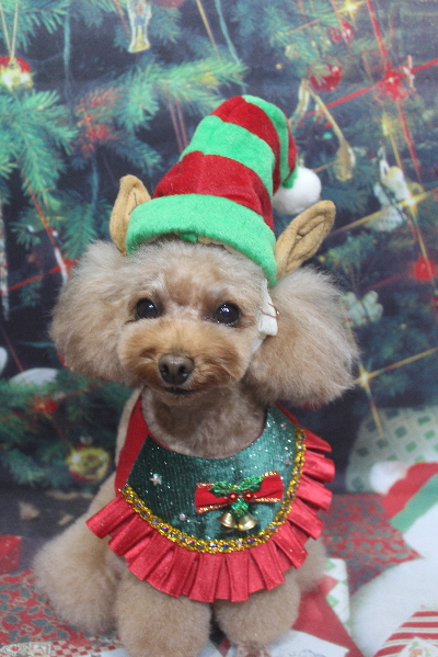 千葉県千葉市のトイプードルのトリミング画像