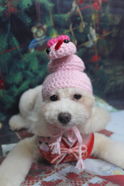 千葉県船橋市のトイプードルのトリミング画像