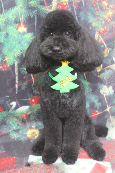 千葉県船橋市のトイプードルのトリミング画像