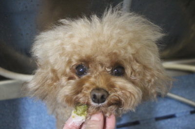 千葉県千葉市のトイプードルの歯磨き画像