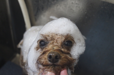 千葉県千葉市のトイプードルのシャンプー画像