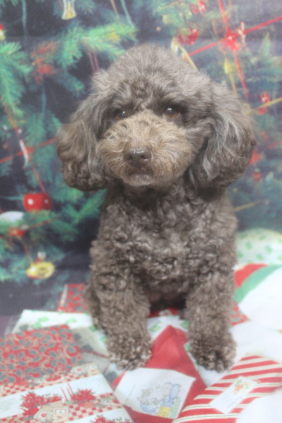 千葉県市川市のトイプードルのトリミング前画像