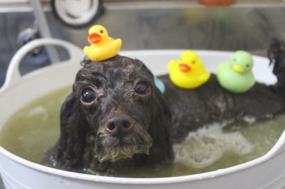 千葉県柏市のトイプードルのハーブ湯画像