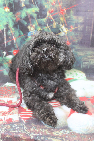 千葉県船橋市ミックス犬のトリミング前画像