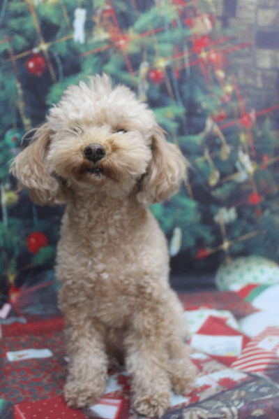 千葉県船橋市のトイプードルのトリミング前画像