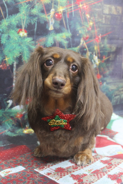 千葉県松戸市のミニチュアダックスのトリミング画像