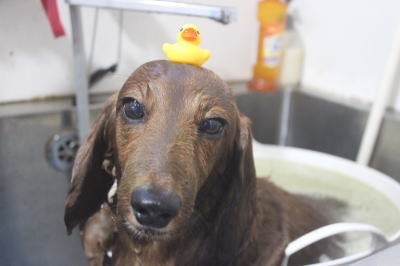 千葉県鎌ケ谷のミニチュアダックスのハーブ湯画像