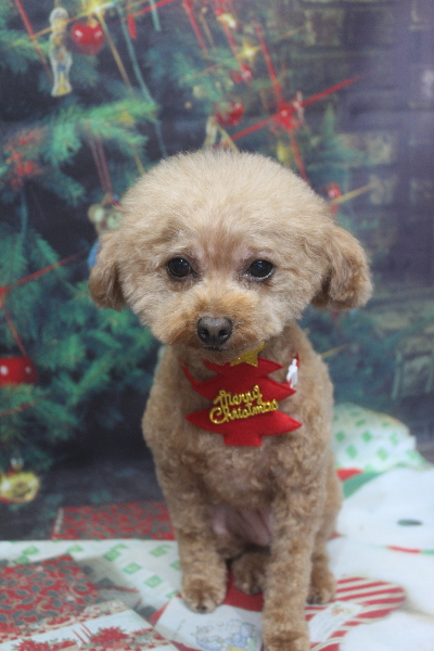 千葉県船橋市のトイプードルのトリミング画像