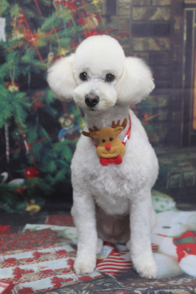 千葉県鎌ヶ谷市のトイプードルのトリミング画像