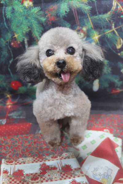 トイプードルブリーダーの成犬、トリミング画像