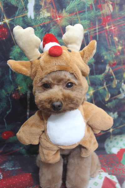 千葉県市川市のトイプードルのトリミング画像