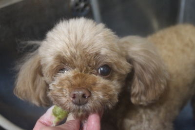 千葉県船橋市のトイプードルの歯磨き画像