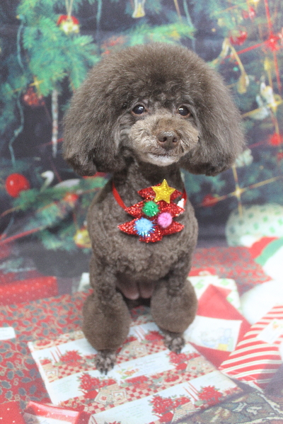 千葉県柏市のトイプードルのトリミング画像