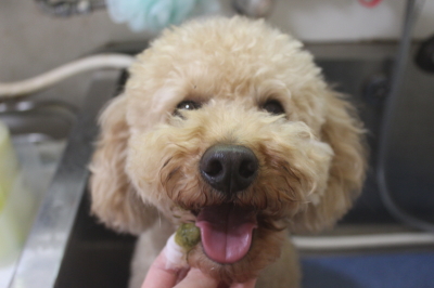 千葉県船橋市のトイプードルの歯磨き画像