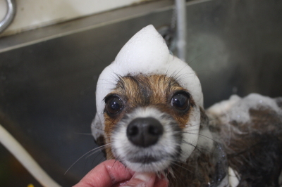 千葉県鎌ヶ谷市のパピヨンのシャンプー画像