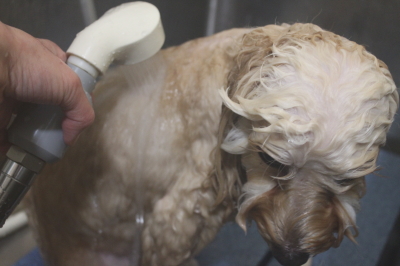 千葉県鎌ヶ谷市のミックス犬のオゾンシャワー画像