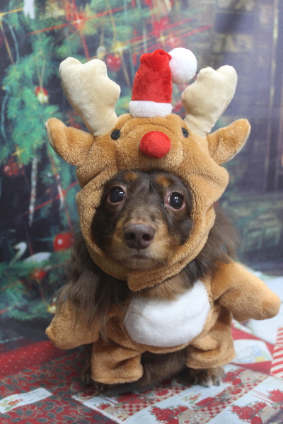 千葉県松戸市のミニチュアダックスのトリミング画像