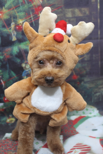 千葉県船橋市のトイプードルのトリミング画像