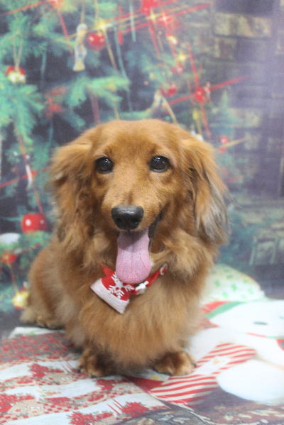 千葉県鎌ケ谷のミニチュアダックスのトリミング画像