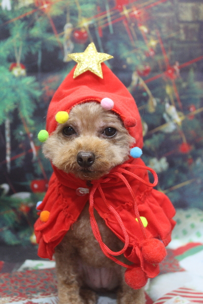 千葉県船橋市のトイプードルのトリミング画像