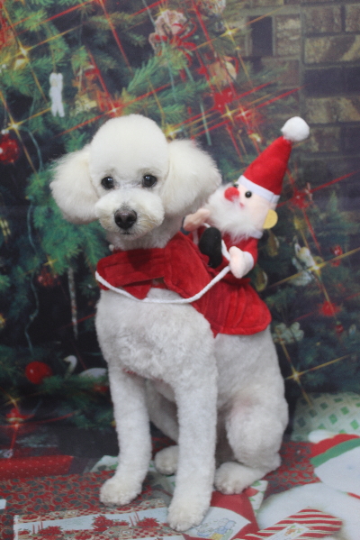 千葉県鎌ヶ谷市のトイプードルのトリミング画像