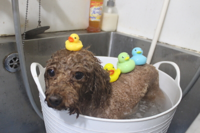 千葉県市川市のトイプードルのトリミング画像